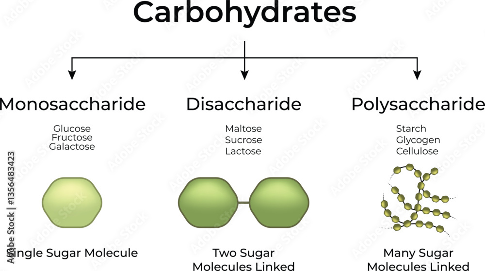 <ul><li><p>Complex sugars or polymers of monosaccharides that are joined by dehydration synthesis (DHS).</p></li><li><p>Ex: Glycogen, starch, cellulose which are all polymers of glucose</p></li></ul><p></p>