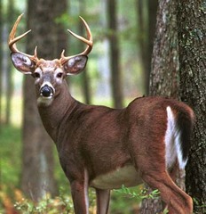 <p>A graceful forest animal with thin legs and antlers is a _____.</p>