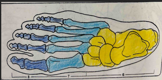 <p>What is the light blue (7) bone’s name?</p>
