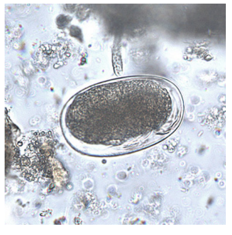 <p>unknown artifacts that look like</p>