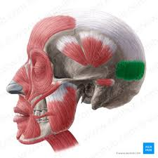 <p>ID muscle and innervation</p>