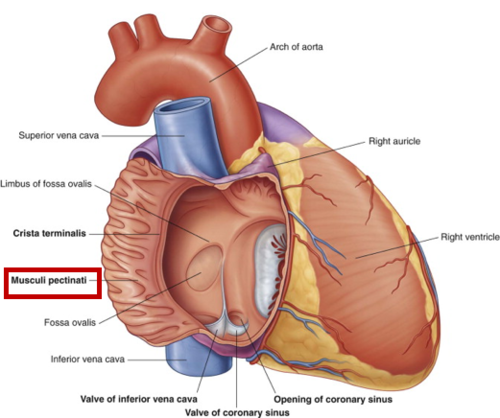 <p><span>Pectinate muscles- </span></p><p><mark>Increase the contractile force of the atria</mark><span>—allowing for efficient blood filling and pumping—while also increasing the surface area of the atrial chambers</span></p><p></p>