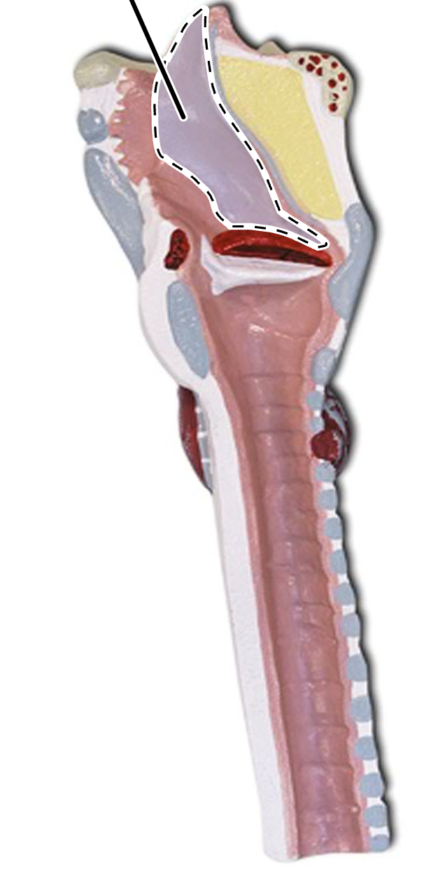 <p>(Larynx Medial View)</p>