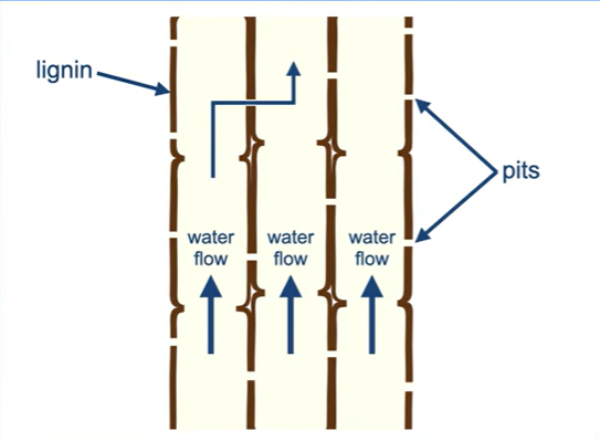 <p>They start as a series of plant cells running up the stem from the roots to the leaves.</p><p>At a certain point, the carbohydrate wall lignin forms within the cell walls, lignin is impermeable</p><p>Living contents of cell wall dies, and end walls between cells break down</p><p>Pits are regions of the cell well free of lignin.</p><p>So final xylem consist of non living hollow tubes.</p>