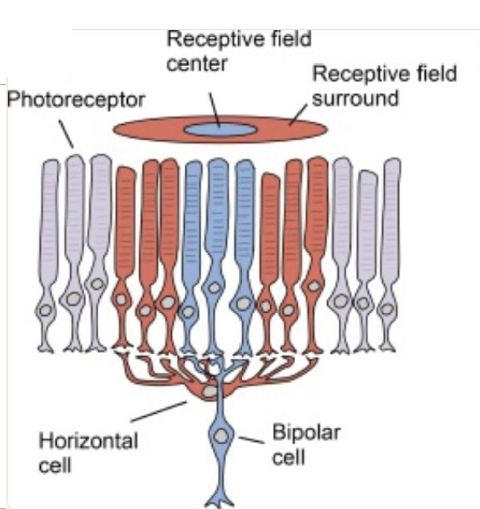 <p>1. horizontal cells connect additional photoreceptors to bipolar cells</p><p>→ the cells that are indirectly connected leads to a reversed connection (creating the “surround”) (opposite of a direct effect)<br><strong><u>lateral inhibition</u></strong>: process of adjacent cells at the same level blocking, or inhibiting, each other’s effects</p>