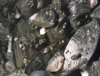 <p>freshwater mussel native to Eastern Europe (Black Sea, Caspian Sea, Aral Sea)</p><ul><li><p>- invaded western European waters in 1700s</p></li><li><p>- arrived in US in ballast water of European ships bringing cargo to the Great Lakes mid-1980s</p></li><li><p>- clogs intake pipes, sewers, ship bottoms because it attaches to vegetation and other rmolluscs</p></li></ul><p></p>