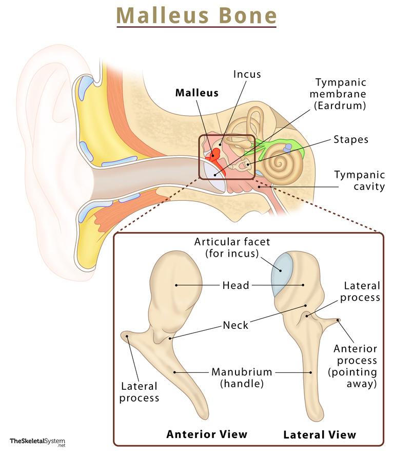 <p>middle-ear bone</p>