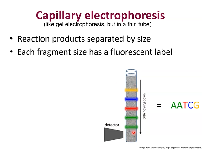 <p>When you add the DNA strands produced from the Sanger method to a vertical tube and allow the different ddNTP strands to fall to different heights. </p><p>Then smaller strands fall to the bottom, bigger ones stay at the top. A detector at the bottom scans which ones pass through first.</p>
