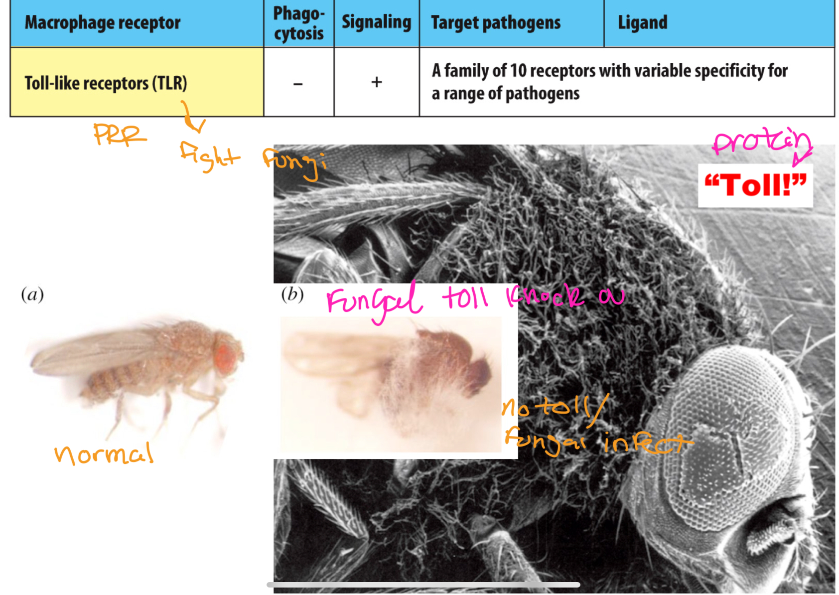 knowt flashcard image