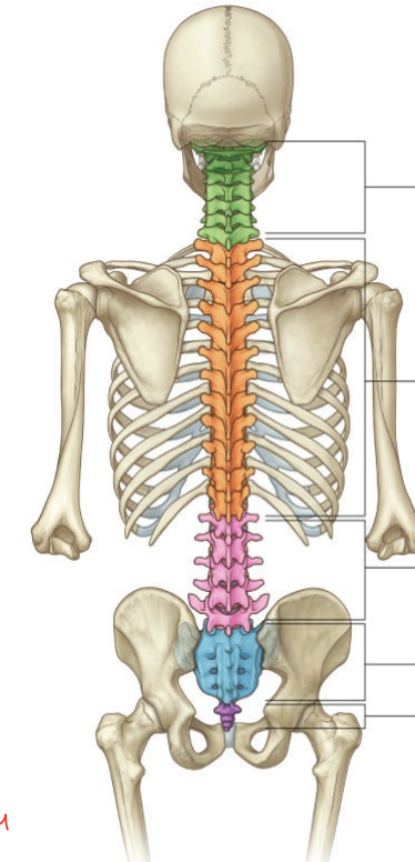 <p>12 (orange)</p>