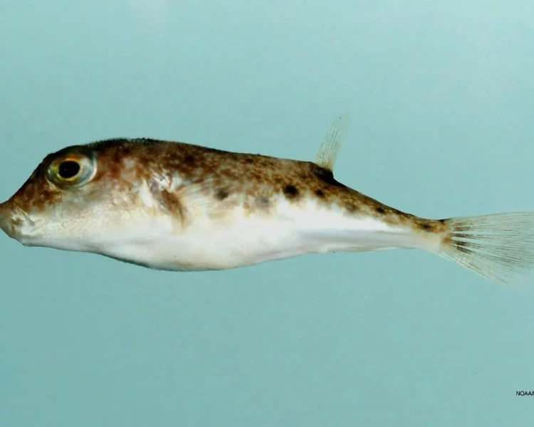 <p>Elongate globular body, row of black blotches, beak with 4 fused teeth</p>