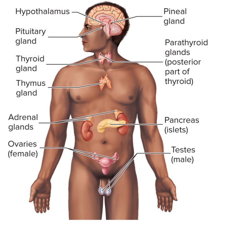 <p>Endocrine System</p>