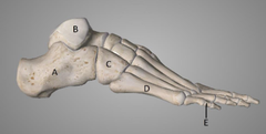 <p>a</p>