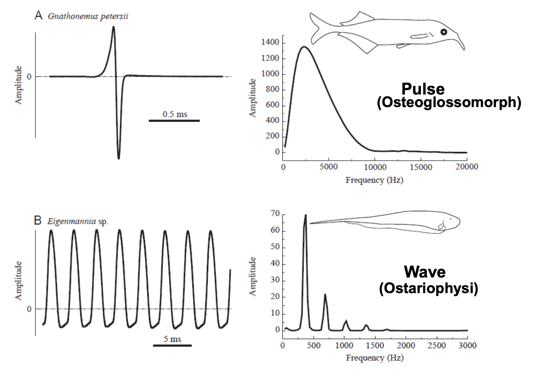 <p>Wave - Ostariophysi</p><p>Pulse - Osteoglossomorph</p>