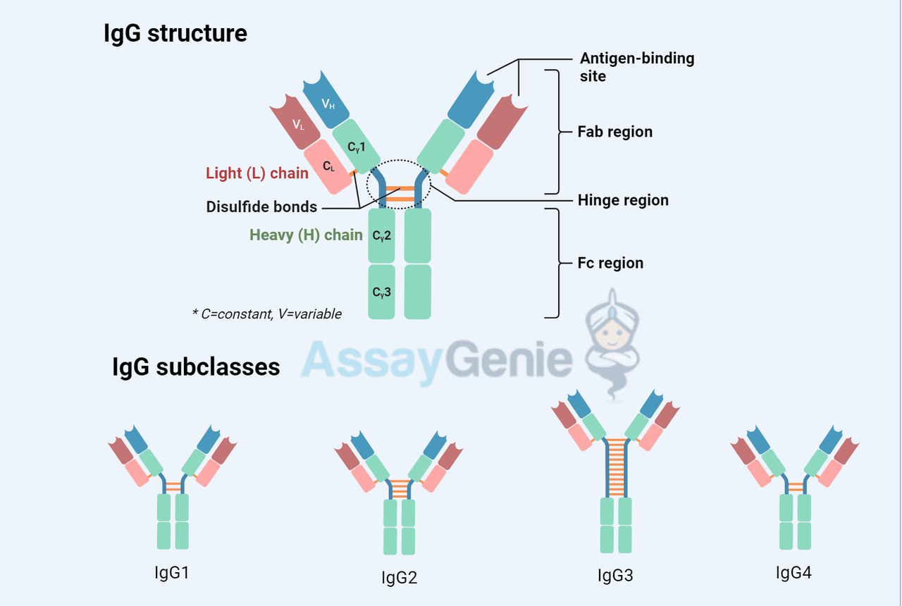 <p>2 antigen-binding sites</p>