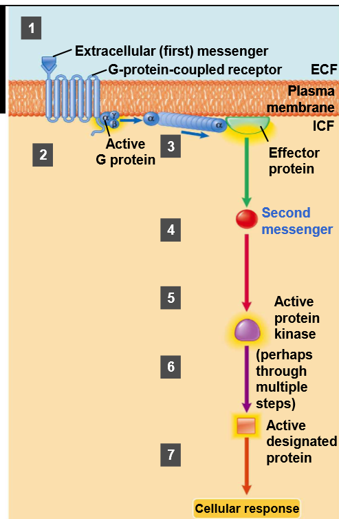 <p>What is a G-protein-coupled receptor (GPCR)?</p>