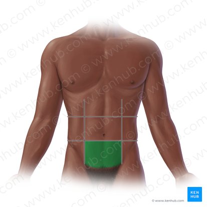<p>What abdominal region is this?</p>