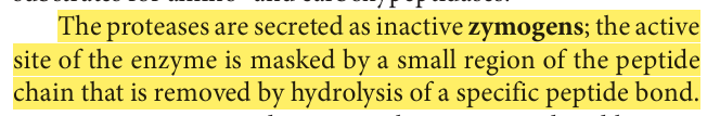 <p>zymogens</p>