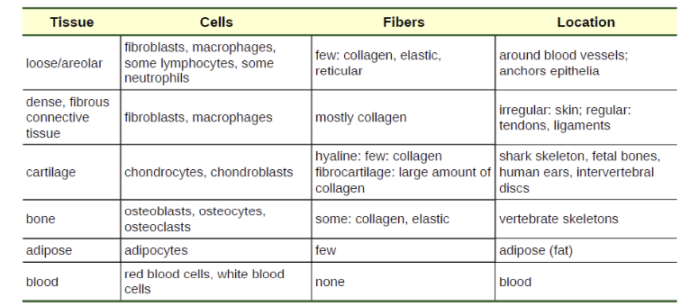 <ul><li><p><span style="background-color: transparent;">Connect tissues together, provide support</span></p></li></ul><p>consists of fibroblasts embedded in a non-cellular matrix</p><p>ground substance consists of: collagen, elastic, or reticular fibers</p><p>use to connect tissues or give body structure (ex: blood has a unique function)</p>