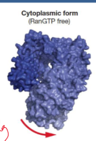 <p>-RanGTP-exportin, requires contact of both RanGTP and cargo to form full exportin complex</p><p>-occurs when it is not bound, N-term and C-term arches interact, separation of this interaction required for open conformation </p>