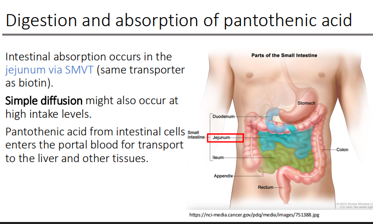 <p>portal blood; for the transport to the liver and other tissues </p>