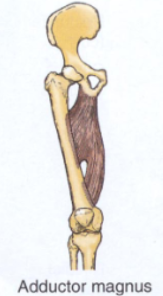 <p>adduction+flexion+rotation of thigh at hip joint</p>