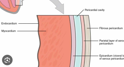 <p>a thin, double-layered membrane inside the fibrous sac that surrounds the heart</p>