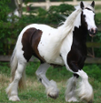 <p>welk type paard is dit</p>