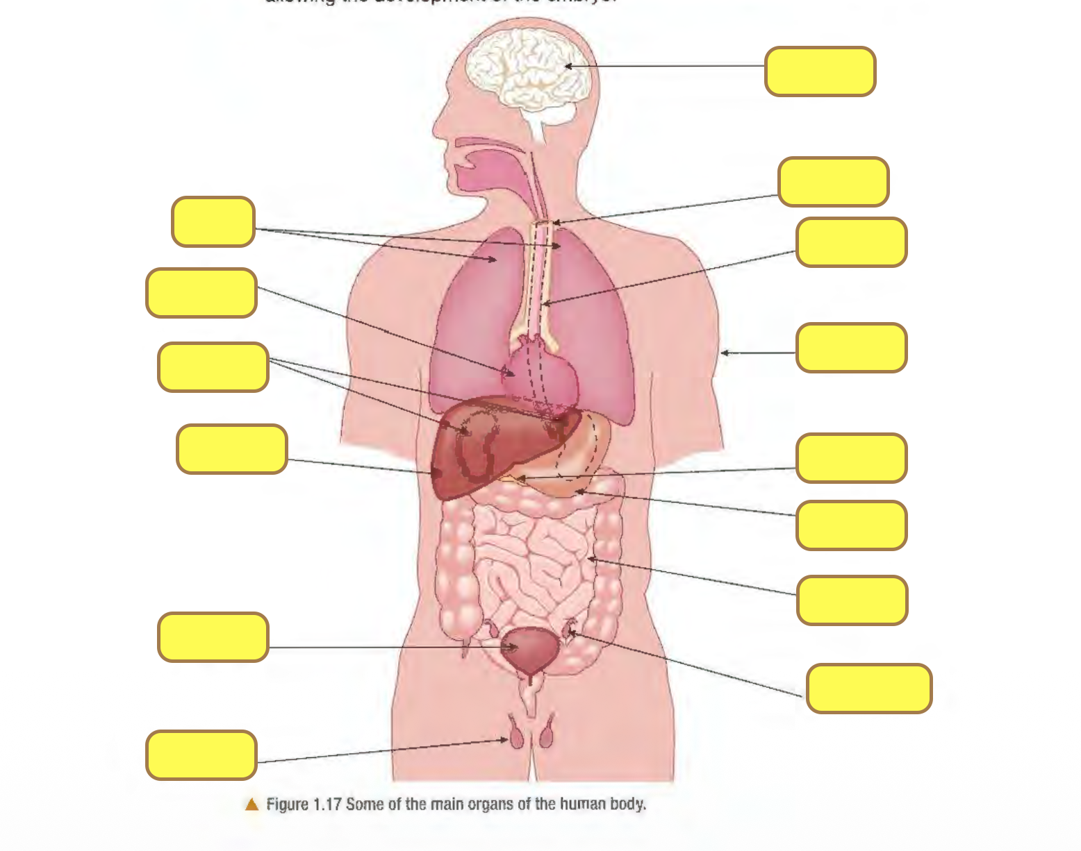 <p>Label these organs </p>
