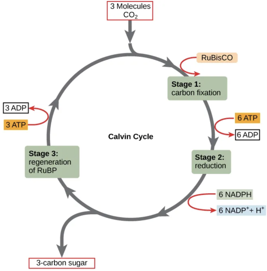 <p><span style="background-color: transparent;"><mark data-color="#fffe97" style="background-color: rgb(255, 254, 151); color: inherit;">Cells use the </mark><u><mark data-color="#fffe97" style="background-color: rgb(255, 254, 151); color: inherit;">products of the light-dependent reactions</mark></u><mark data-color="#fffe97" style="background-color: rgb(255, 254, 151); color: inherit;"> to build </mark>organic molecules.</span></p><p><span style="background-color: transparent;">The <strong>Calvin cycle</strong> reactions occur in 3 stages:&nbsp;</span></p><ol><li><p><span style="background-color: transparent;">Carbon fixation&nbsp;– Carbon from CO<sub>2</sub> is attached to an organic molecule, RuBP.</span></p></li><li><p><span style="background-color: transparent;">Making sugars –&nbsp;The carbons goes through reactions to make sugars.</span></p></li><li><p><span style="background-color: transparent;">Reforming RuBP – remaining molecules are used to reform RuBP (ready to start another round in the Calvin cycle).&nbsp;</span></p></li></ol><p></p><p><span style="background-color: transparent;">The Calvin cycle must “turn” 6x in order to form a glucose molecule.</span></p><ul><li><p><span style="background-color: transparent;">The Calvin cycle also recycles their reactants to the light-dependent reactions; returns ADP and NADP+ back to the ETS</span></p></li></ul><p></p>