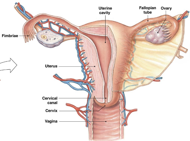 <p><strong>Pathway for Ova/Eggs</strong></p><ul><li><p>Ovary</p></li><li><p>Fallopian (Uterine) Tubes/(Oviducts)</p></li><li><p>Fertilization</p></li><li><p>Uterus</p></li></ul><p><strong>Pregnancy</strong></p><ul><li><p>Implantation in uterus</p></li><li><p>Ectopic and Tubal → tubal is most common. Ectopic is any implantation outside the uterus</p></li></ul><p></p>