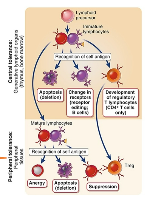 <ul><li><p><span style="background-color: transparent;">Mature lymphocytes</span></p></li><li><p><span style="background-color: transparent;">Peripheral tissues</span></p></li><li><p><span style="background-color: transparent;">Three possible mechanisms</span></p></li><li><p><span style="background-color: transparent;">Backup for central mechanisms</span></p></li><li><p><span style="background-color: transparent;">Maintain unresponsiveness to self antigens expressed</span></p><ul><li><p><span style="background-color: transparent;">Only in peripheral tissues</span></p></li><li><p><span style="background-color: transparent;">Only in adults</span></p></li></ul></li></ul><p></p>