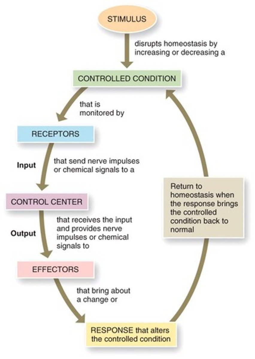 <p>Receptor, Control (Integration) Centre, and Effector.</p>