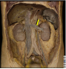 <p>tributary of the renal vein</p>