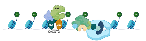 <p>What is a complex that is an<strong> activator of many pro-growth genes</strong> and stimulates RNA Poll activity </p>
