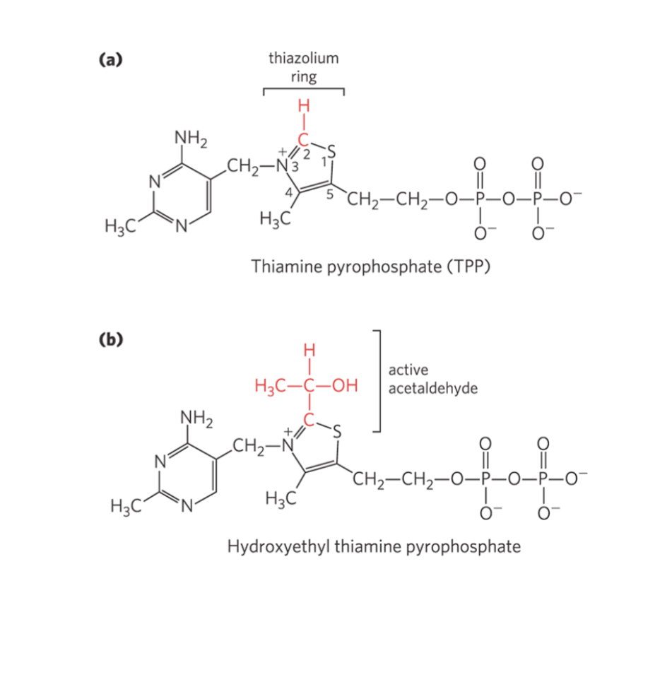 <p>• Step 1: Decarboxylation of pyruvate,</p><p>forming CO 2 and hydroxyethyl TPP.</p><p>• Step 2: Two electrons and the acetyl</p><p>group are transferred from TPP to the</p><p>oxidized form of the lipoyllysine in E2</p>