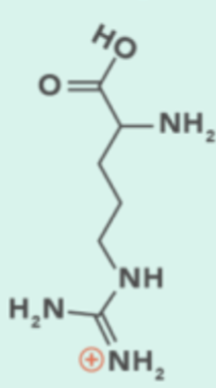 <p>Code: R, Side Chain Group: Electrically Charged (positive/basic)</p>
