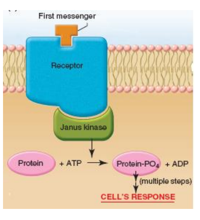 <ul><li><p>activated receptor binds to intracellular Janus kinases (JAK)</p></li><li><p>JAK kinases phosphorylate intracellular proteins in cascade</p><ul><li><p>cytokines released in cell</p></li><li><p>increased protein synthesis</p></li></ul></li></ul><p></p>