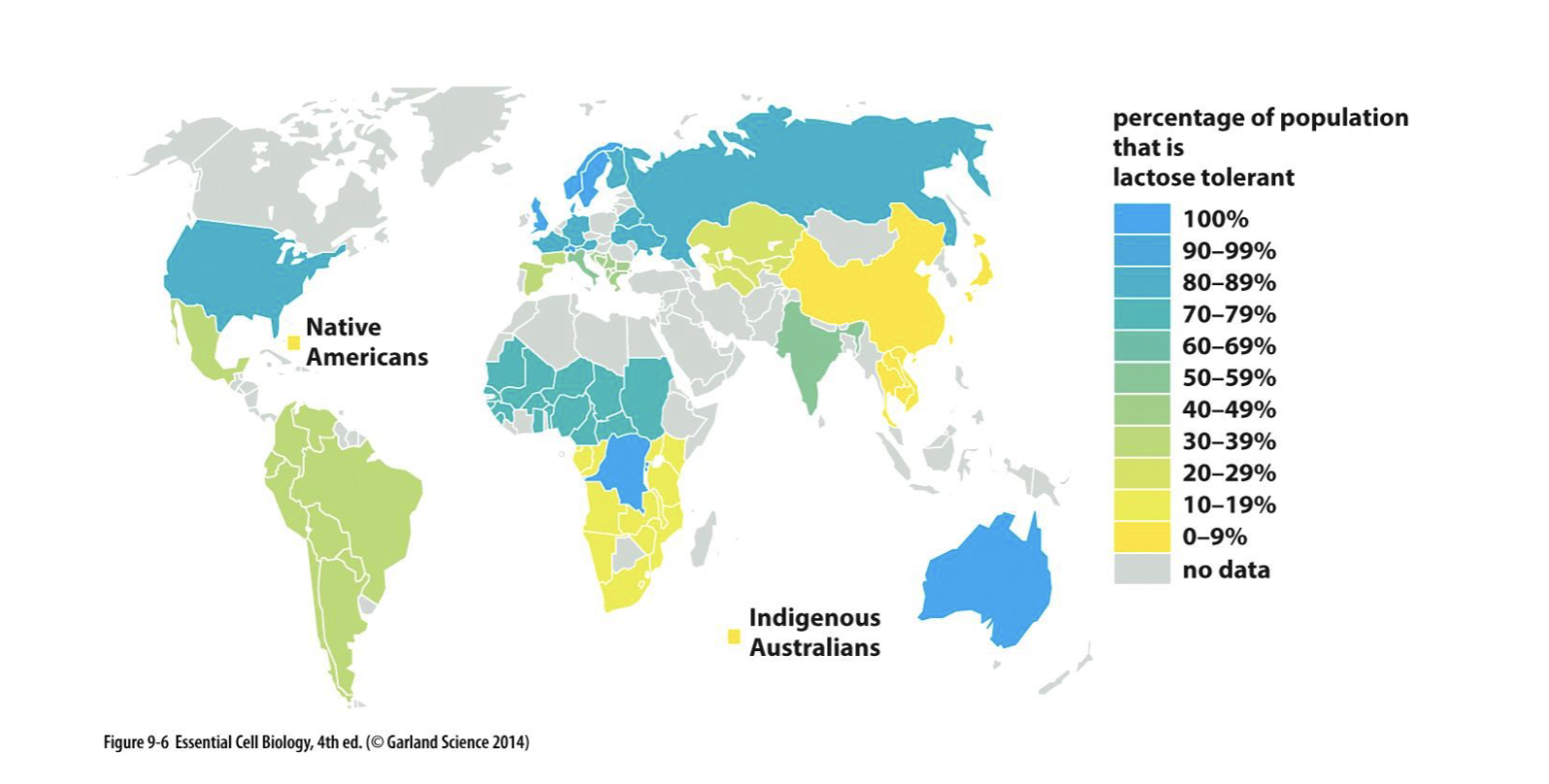 <p>lactose tolerance</p>