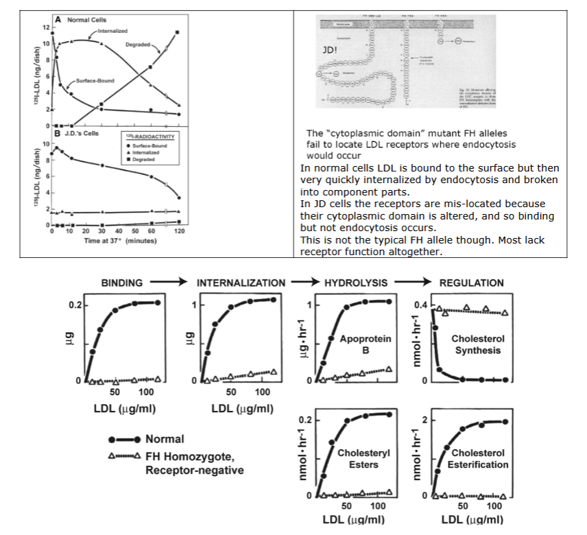 <p>Goldstein and Brown Paper:</p><p>In normal cells, LDL is bound to the surface but then very quickly internalized by endocytosis and broken into component parts.</p><p>In JD’s cells, the LDL receptor is mislocated so <em>binding </em>but<em> not endocytosis</em> occurs. Knowing this, which graph on the bottom would look different if the JD allele mutant was used rather than the mutants lacking LDL receptors altogether?</p>