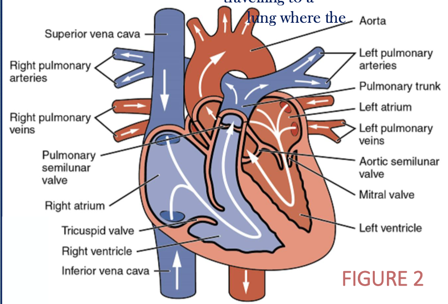<img src="https://assets.knowt.com/user-attachments/337c9b08-f4c4-4ca5-b689-6084ed6e8a93.png" data-width="100%" data-align="center"><p></p>