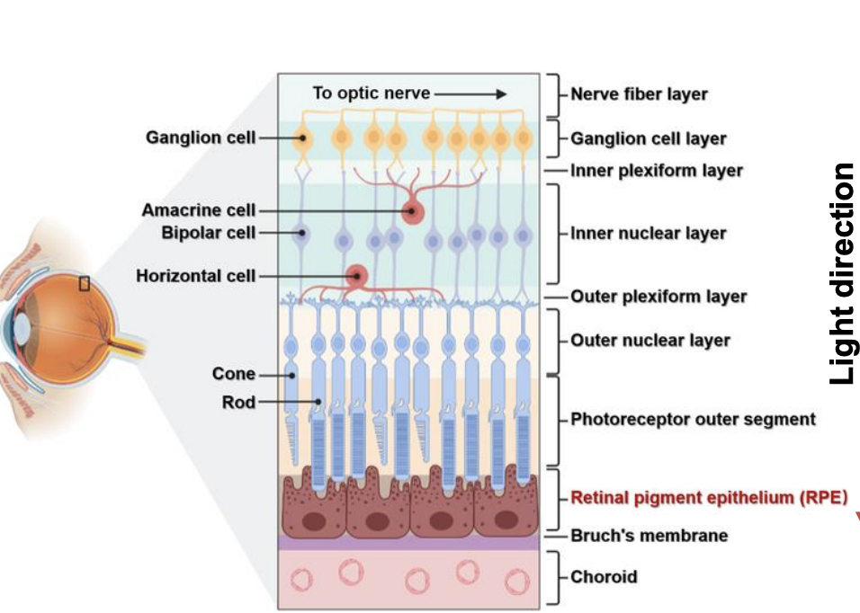 <p>• Remember we do have a <strong>blind spot</strong> — a region where the optic nerve exits the eye and there are <strong><em><u>no photoreceptors</u></em></strong>. </p><p>• <strong>Müller glial cells</strong> play a crucial optical role. They span the entire retina and actually act like optical fibers, guiding light <u>through the neural layers and reducing light scatter</u></p>