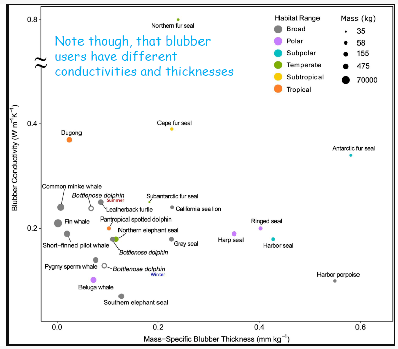<p>How much heat is going through the blubber per degree </p>