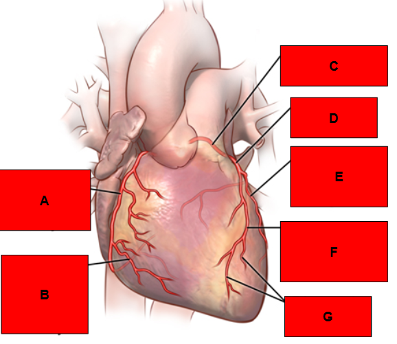 <p>What is indicated by A?</p>