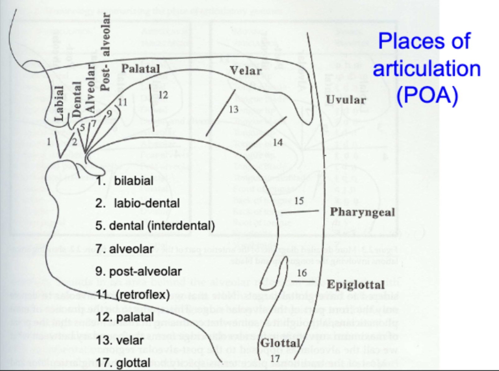<p>- Respiratory system</p><p>- Phonatory system (laryngeal system)</p><p>- Articulatory system (supralaryngeal system)</p>