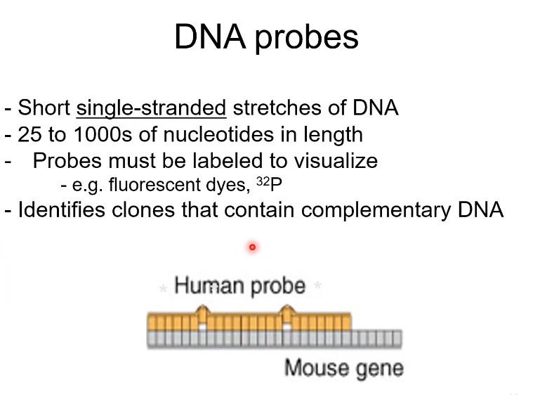 <ul><li><p>A short DNA strand</p></li><li><p>25-1000s of bases long</p></li><li><p>They are labelled (like dyes) so you can isolate them</p></li><li><p>It can Identify clones that have complementary DNA</p></li></ul><p>Like how drug testing is done on rats first instead of humans. We use a human probe</p><p></p>