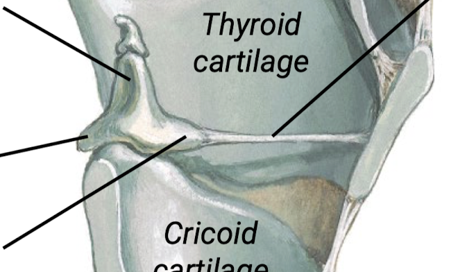 <p>Know the different features of the arytenoid cartilage and their significance.</p>