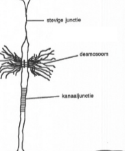 <p>Juncties tussen dierlijke cellen via connexons: cilindervormige structuurtjes die hydrofiele kanaaltjes vormen tussen twee naburige cellen. Kunnen geopend en gesloten worden. Laten kleine moleculen (ionen, suikers, aminozuren, vitaminen) en elektrische impulsen van cel tot cel passeren. Proteïnen zijn te groot om erdoor te gaan.</p>
