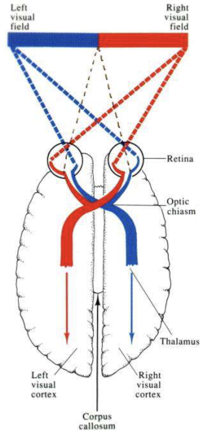 <p>parts of the left visual fields from both eyes cross onto the right hemisphere of the brain, and parts of the right visual field of both eyes cross onto the left hemisphere of the brain </p>