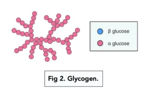 <p>Structure: Branched chain of a-glucose molecules with 1-4 bonds in chain and 1-6 bonds at branching points. Branches more frequently than amylopectin</p><p>Function: Storage molecule in animals and fungi - compact, many free ends to release glucose (hydrolysis)</p>